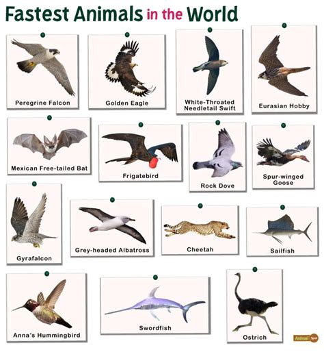 Flying Animals: List and Facts with Pictures.